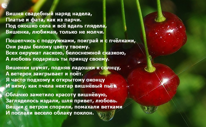 Вишня Вишня