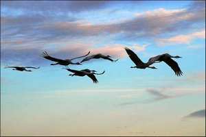 Журавли Журавли