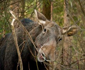 Лосиха Лосиха