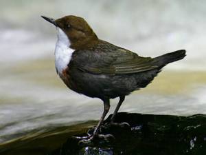 Оляпка Оляпка