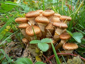 Опята Опята