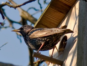 Скворец Скворец