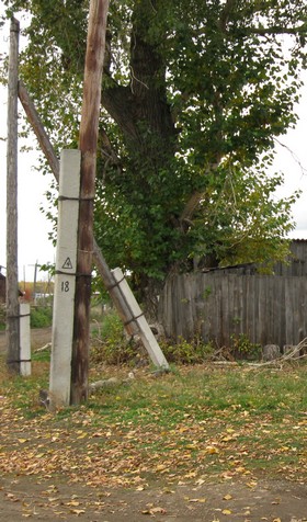 Упомянутый в статье тополь